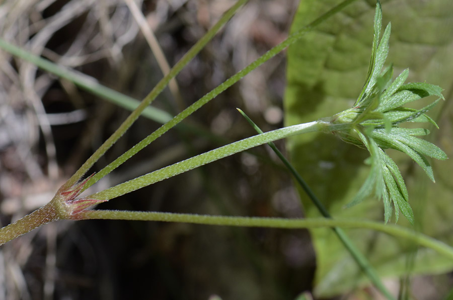 Geranium columbinum / Geranio colombino